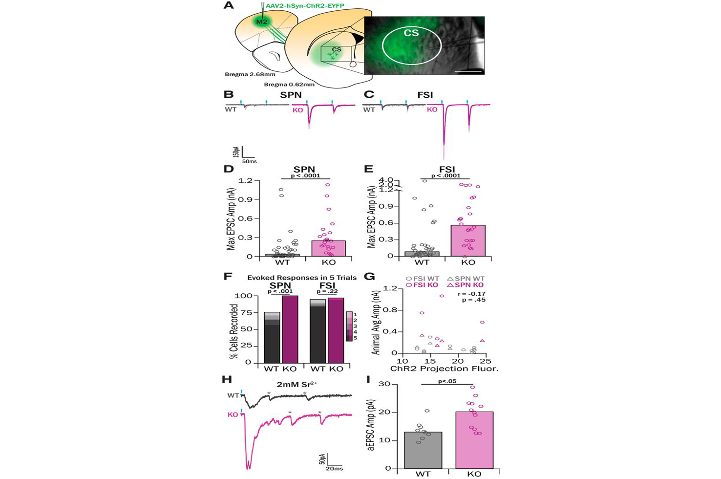 Ahmari and Colleagues Journal of Neuroscience 2019