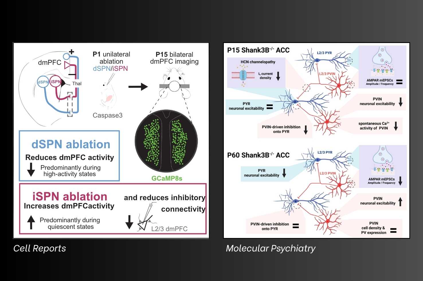 Figures from Peixoto & Colleagues 2025 Cell Reports Article Figures from Peixoto & Colleagues 2025 Cell Reports Article